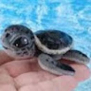 Meet your Posher, Aulani